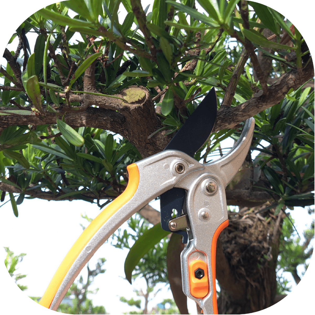 PRUNING SHEARS - NEW